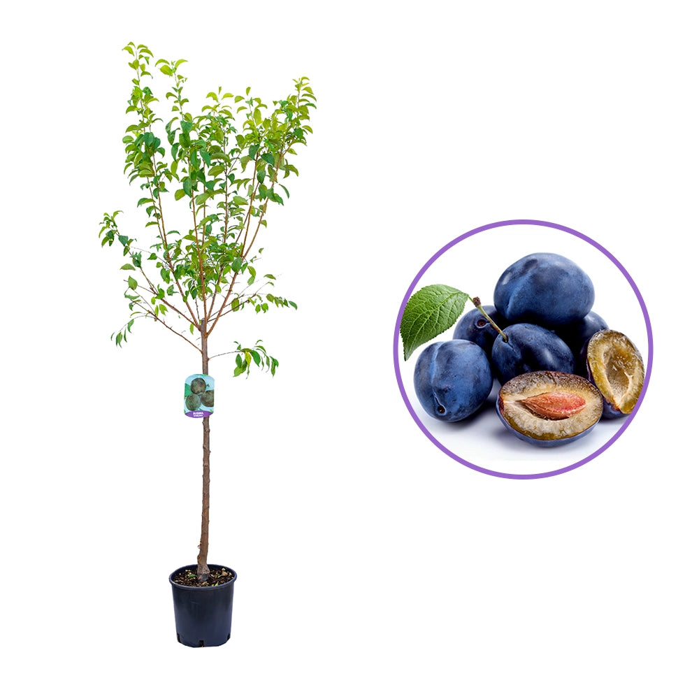 Prun Obilnaja (Prunus Domestica), cu fructe dulci mov-violet, an 2 pe rod