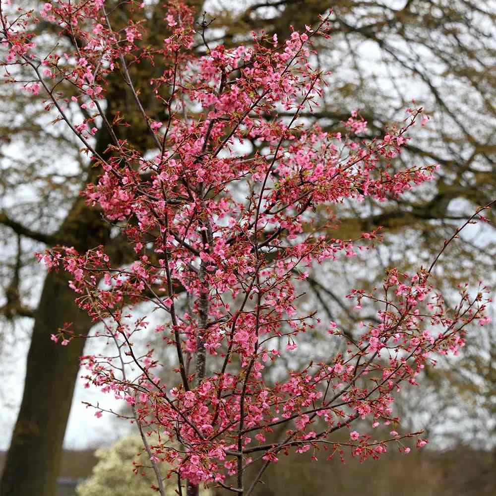 Copac Sakura, Cires Japonez Ornamental Kursar, cu flori roz intens, inflorire timpurie