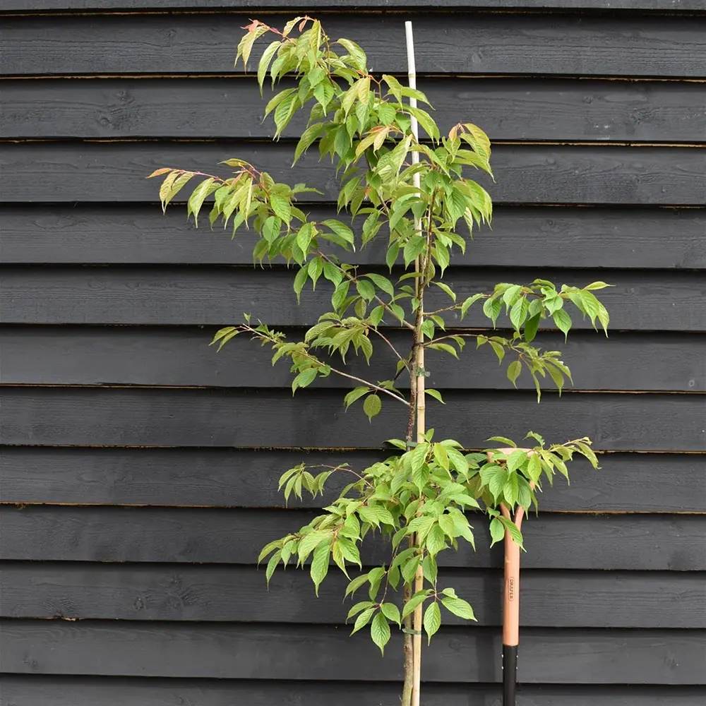 Copac Sakura, Cires Japonez Ornamental Kursar, cu flori roz intens, inflorire timpurie