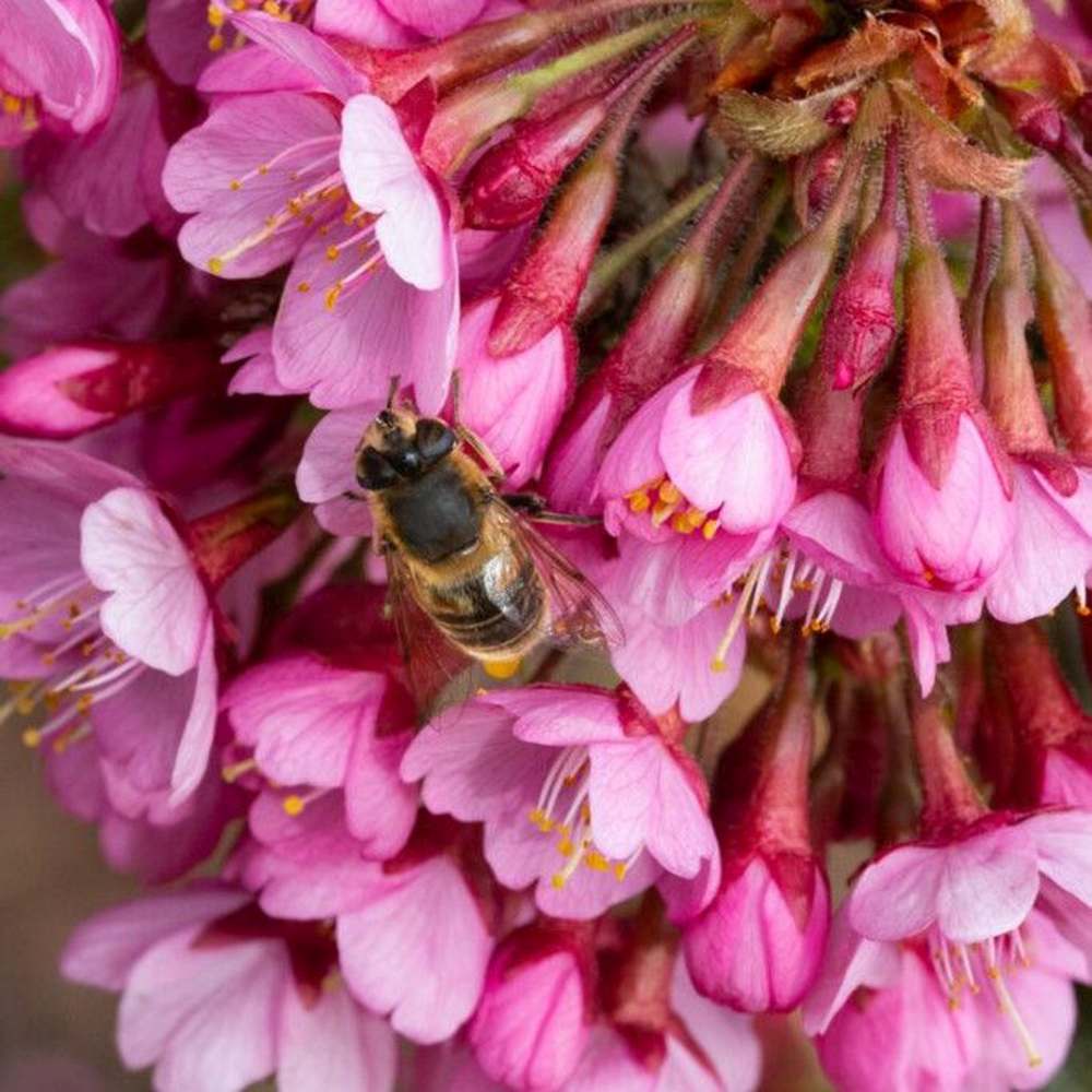 Copac Sakura, Cires Japonez Ornamental Kursar, cu flori roz intens, inflorire timpurie