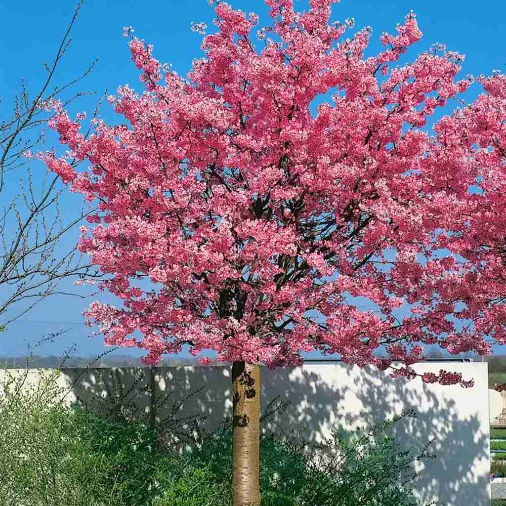 Copac Sakura, Cires Japonez Ornamental Kursar, cu flori roz intens, inflorire timpurie