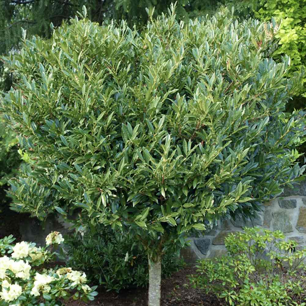 Laur Englezesc Vesnic Verde Otto Luyken (Laurocires), tip copacel, ornamental vesnic verde flori albe