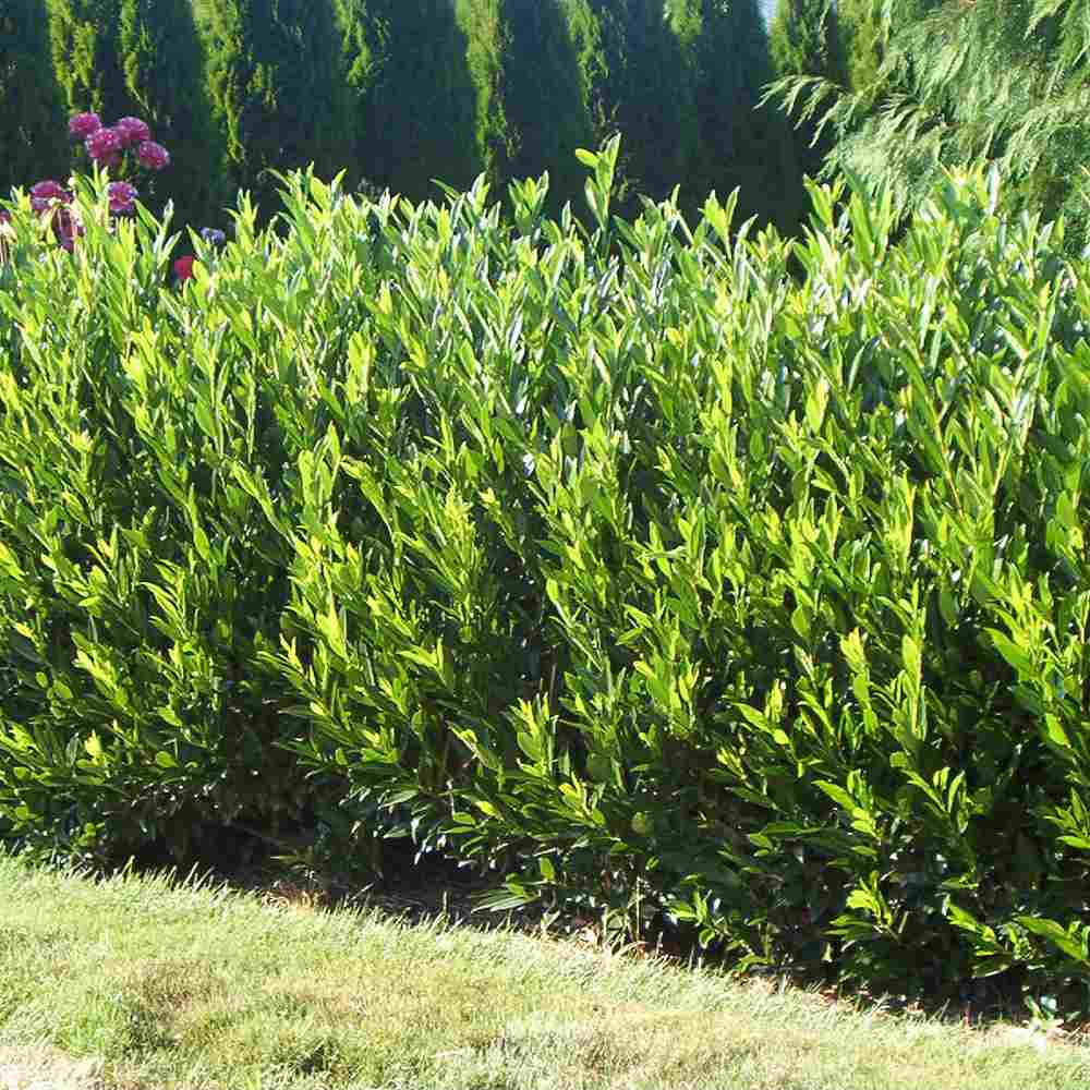 Laur Englezesc Vesnic Verde Otto Luyken (Laurocires), vesnic verde, gard viu mic, rezistent la boli, frig si caldura, inflorire decorativa