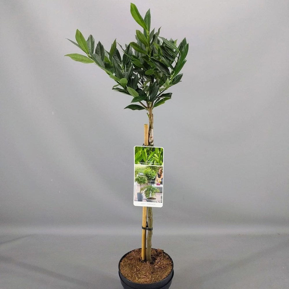 Laur Englezesc Vesnic Verde Otto Luyken (Laurocires), tip copacel, ornamental vesnic verde flori albe