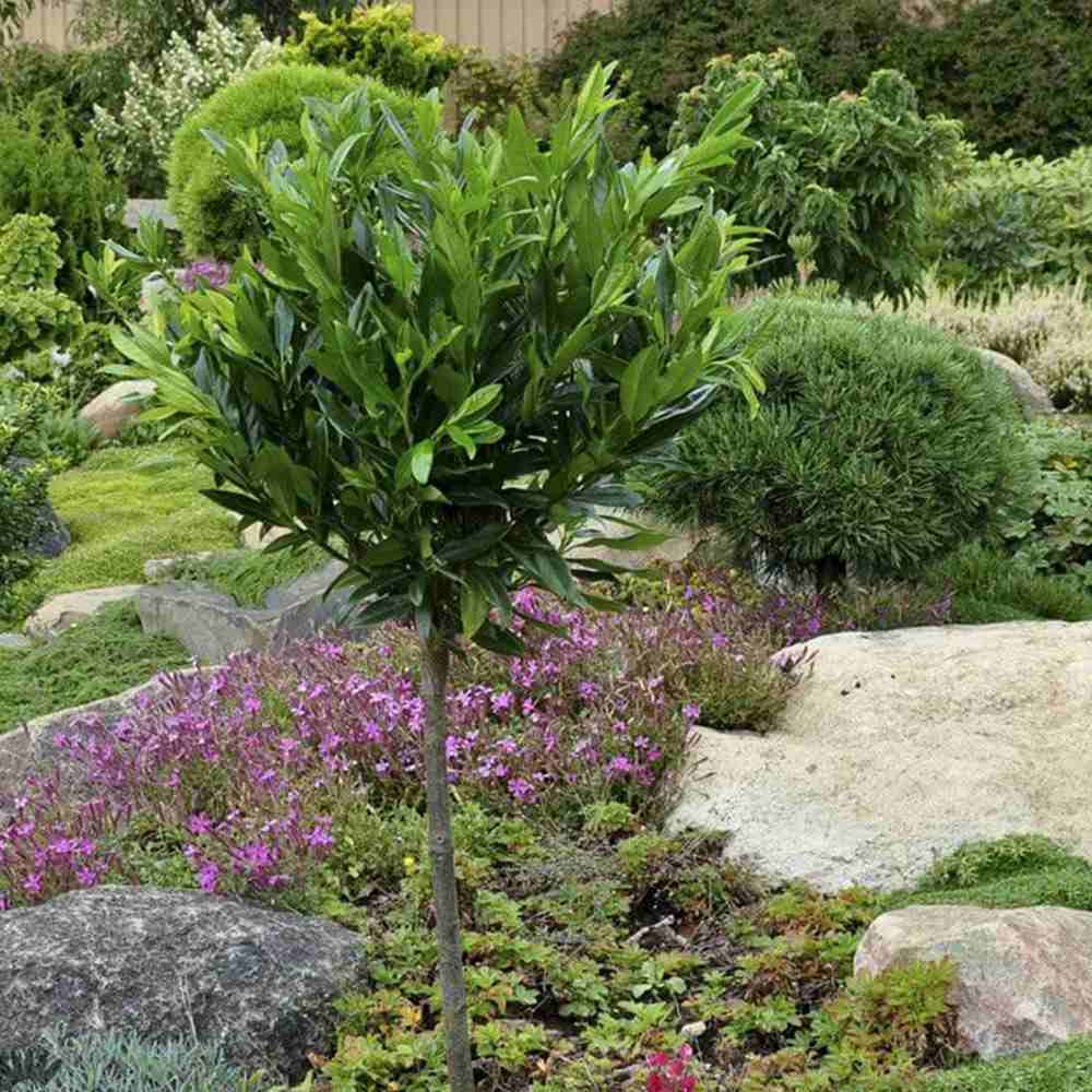 Laur Englezesc Vesnic Verde Otto Luyken (Laurocires), tip copacel, ornamental vesnic verde flori albe