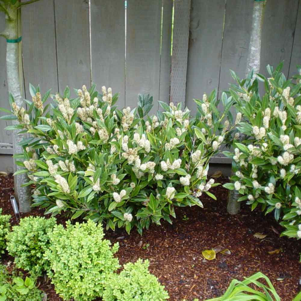 Laur Englezesc Vesnic Verde Otto Luyken (Laurocires), vesnic verde, gard viu mic, rezistent la boli, frig si caldura, inflorire decorativa