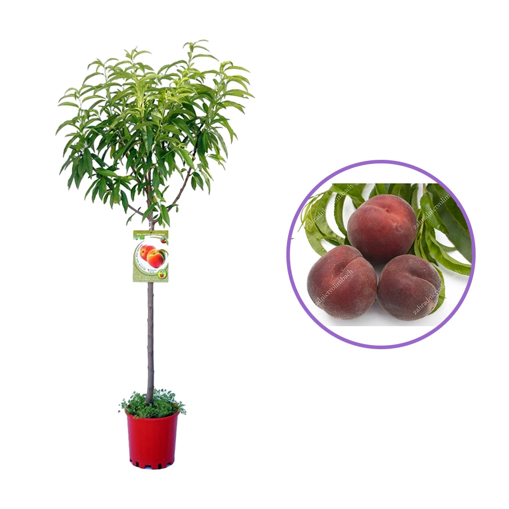 Piersic (Prunus Persica) Rich Lady cu fructe burgundii, an 2 pe rod