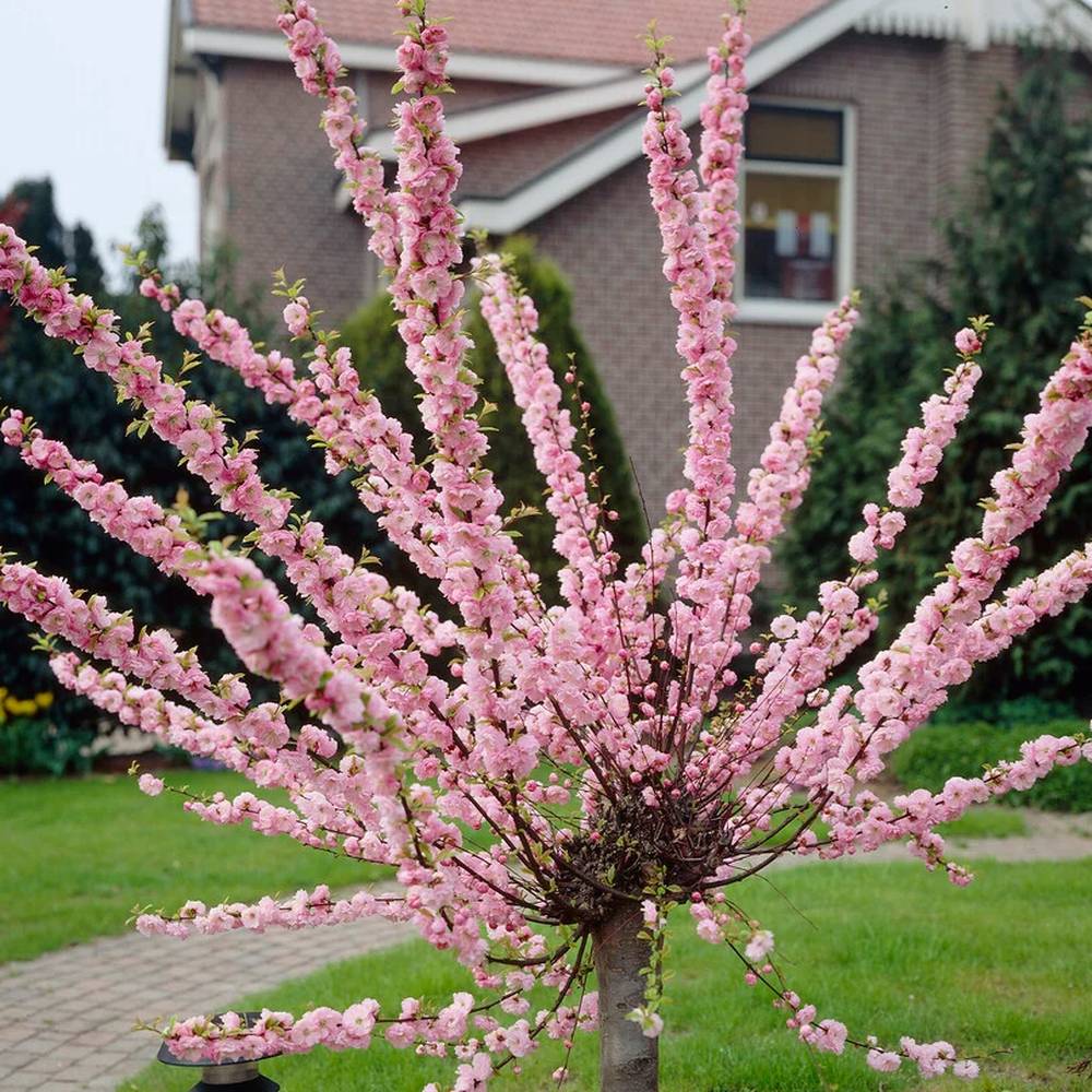 Migdal Japonez Pitic Ornamental Triloba, copacel cu flori roz duble spectaculoase, rezistent pana la - 25 grade Celcius