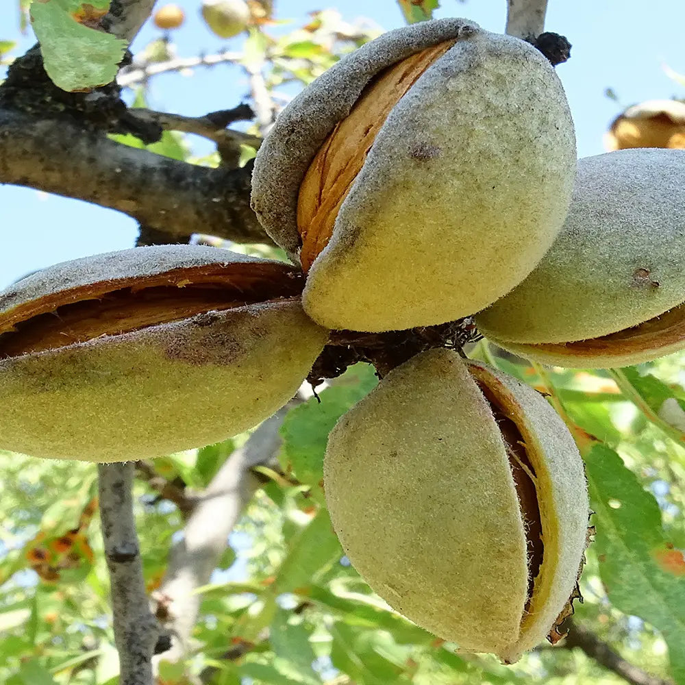 Copacel Migdal Filippo Ceo (Prunus amygdalus), cu migdale dulci crocanti, an 2 pe rod