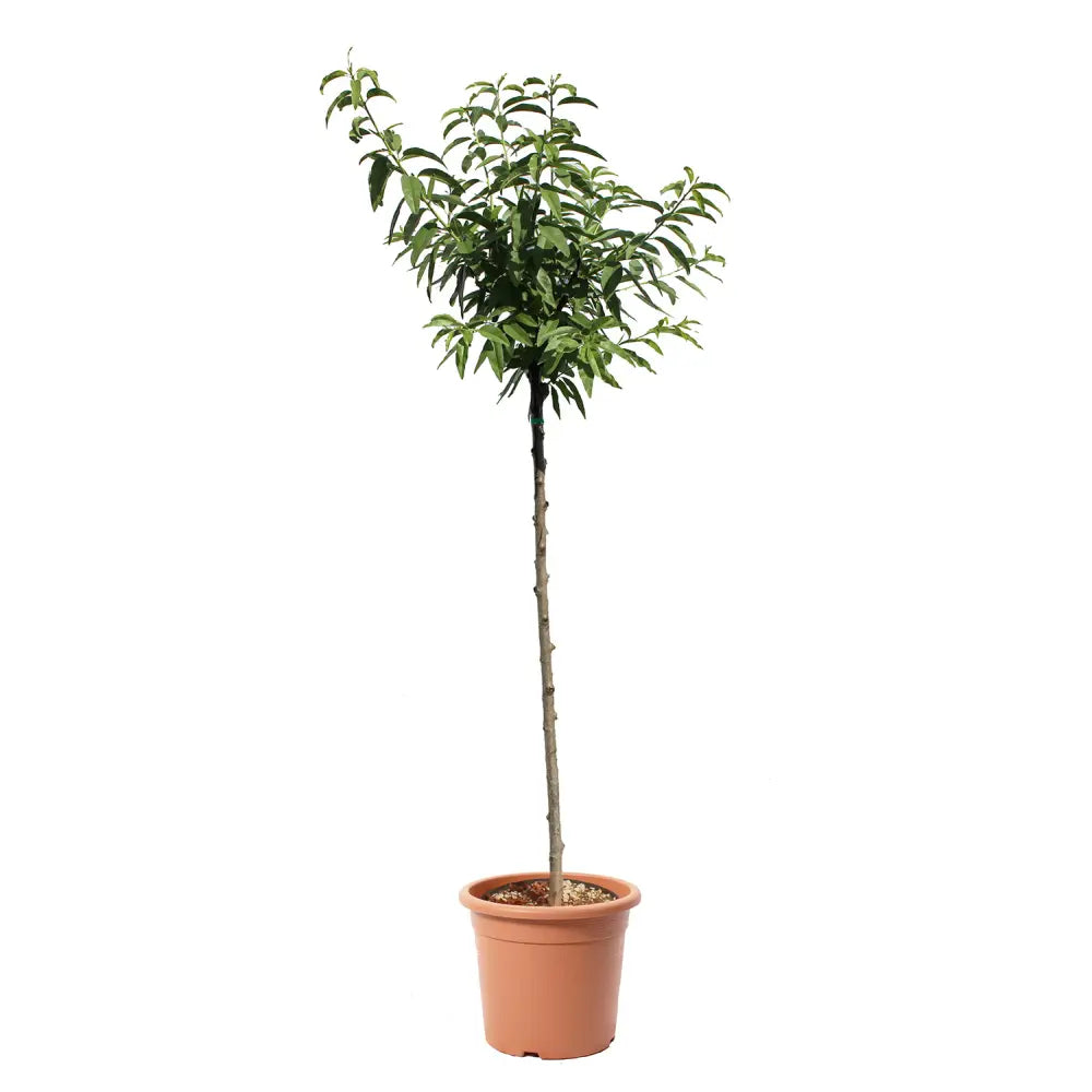 Copacel Migdal Filippo Ceo (Prunus amygdalus), cu migdale dulci crocanti, an 2 pe rod