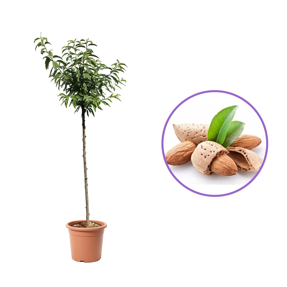 Copacel Migdal Filippo Ceo (Prunus amygdalus), cu migdale dulci crocanti, an 2 pe rod