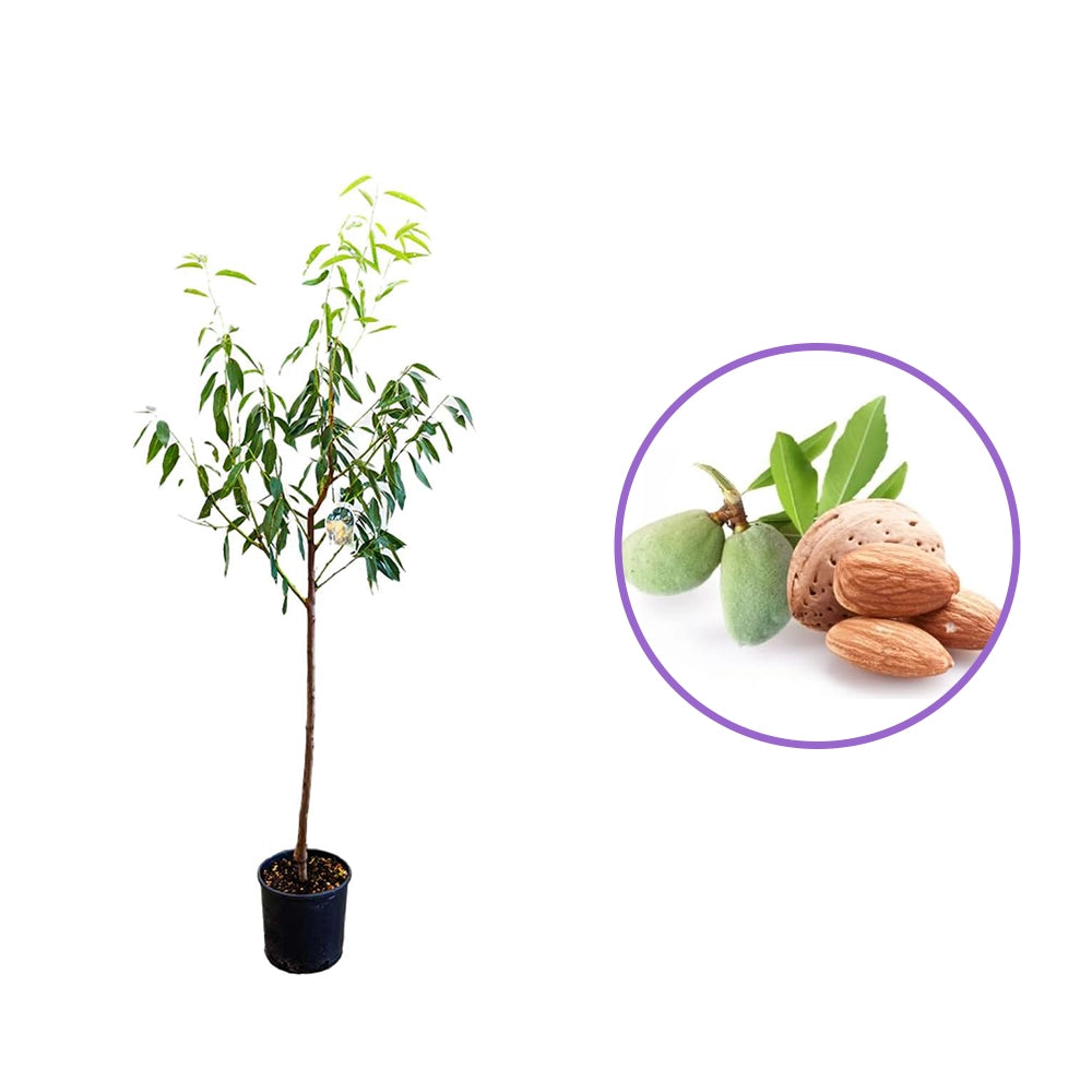 Copacel Migdal Santa Caterina (Prunus amygdalus), cu migdale dulci crocanti, an 2 pe rod