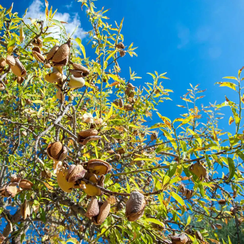 Copacel Migdal Supernova (Prunus amygdalus), cu migdale dulci crocanti, an 2 pe rod