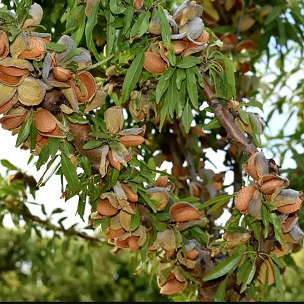 Copacel Migdal Supernova (Prunus amygdalus), cu migdale dulci crocanti, an 2 pe rod
