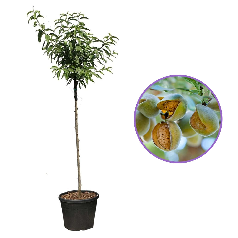 Copacel Migdal Supernova (Prunus amygdalus), cu migdale dulci crocanti, an 2 pe rod