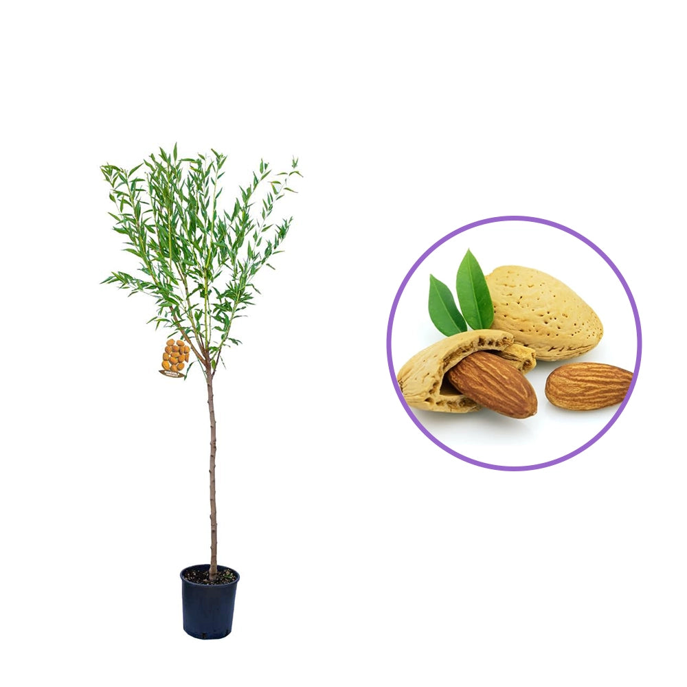 Copacel Migdal Genco (Prunus amygdalus), cu migdale dulci crocanti, an 2 pe rod