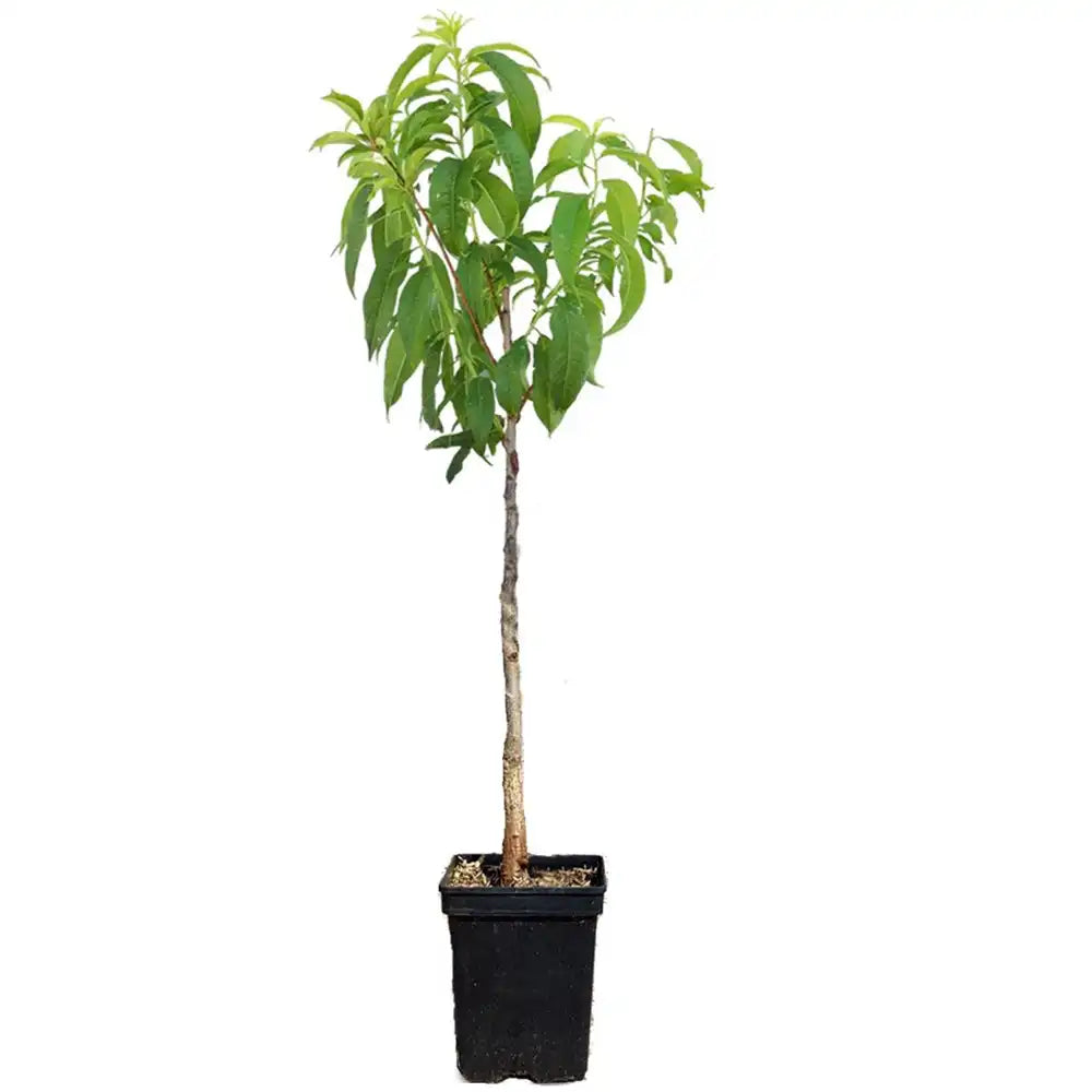 Cais (Prunus armeniaca) Baracca, cu fructe dulci portocalii, an 2 pe rod