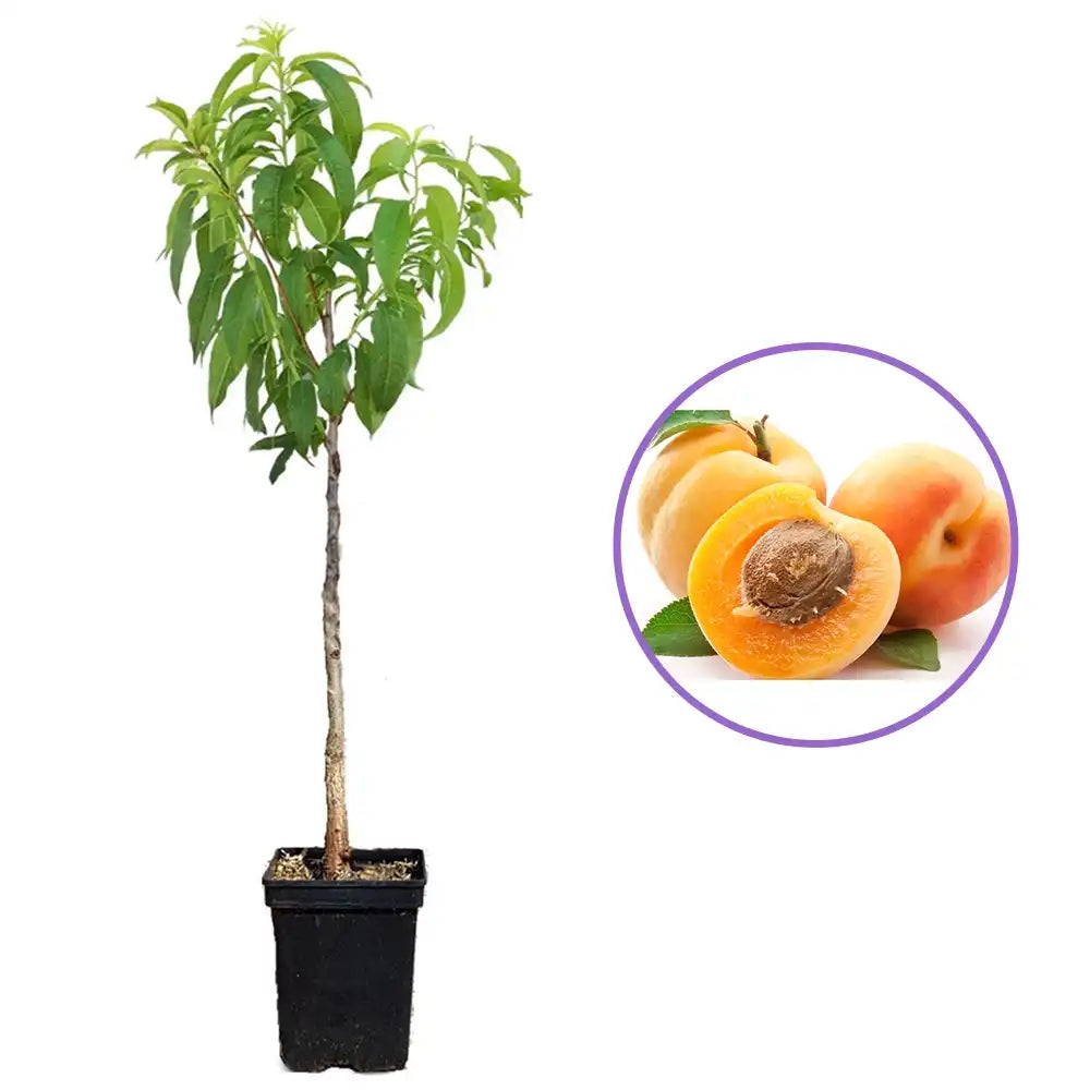 Cais (Prunus armeniaca) Baracca, cu fructe dulci portocalii, an 2 pe rod