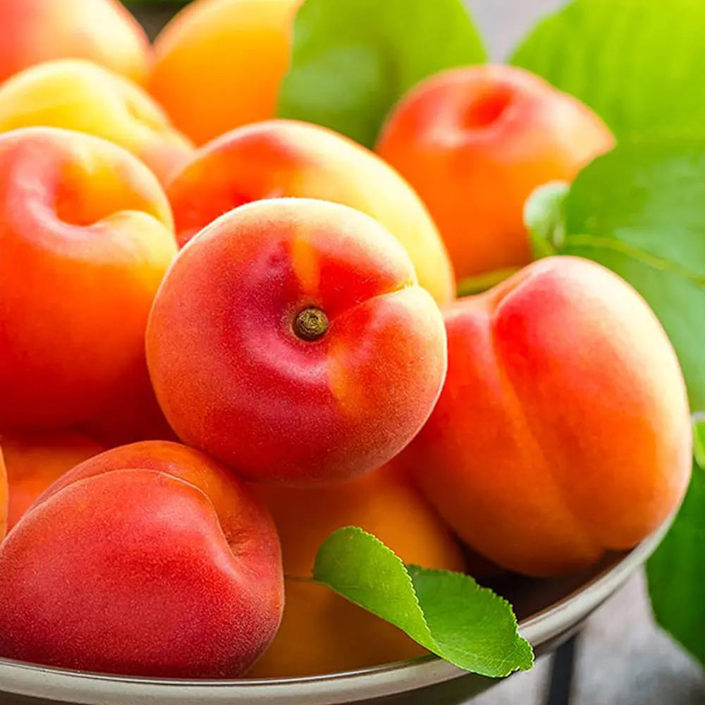 Cais (Prunus armeniaca) Caninos, cu fructe dulci portocalii, an 2 pe rod