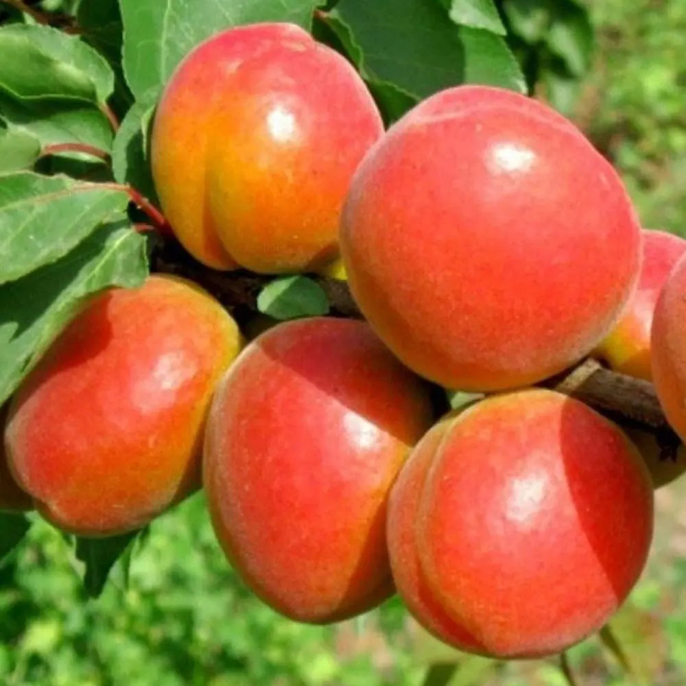 Cais (Prunus armeniaca) Caninos, cu fructe dulci portocalii, an 2 pe rod