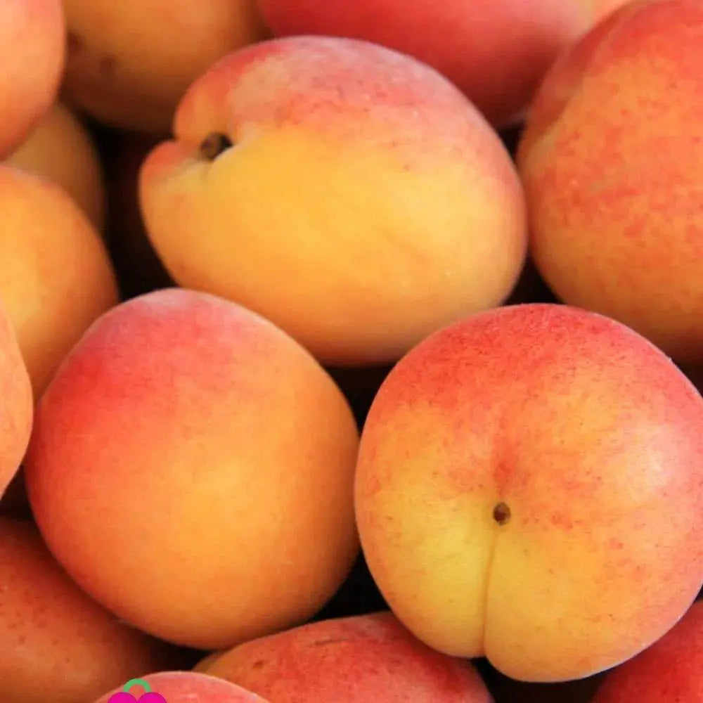 Cais (Prunus armeniaca) Pisana, cu fructe dulci portocalii, an 2 pe rod