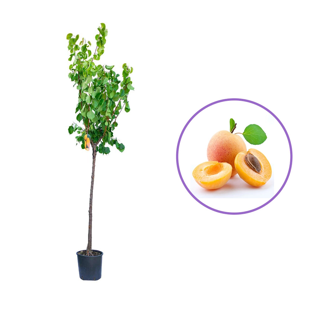 Cais (Prunus armeniaca) Portici, cu fructe dulci galben-auriu, an 2 pe rod