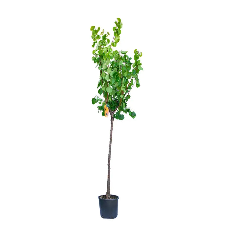 Cais (Prunus armeniaca) Portici, cu fructe dulci galben-auriu, an 2 pe rod