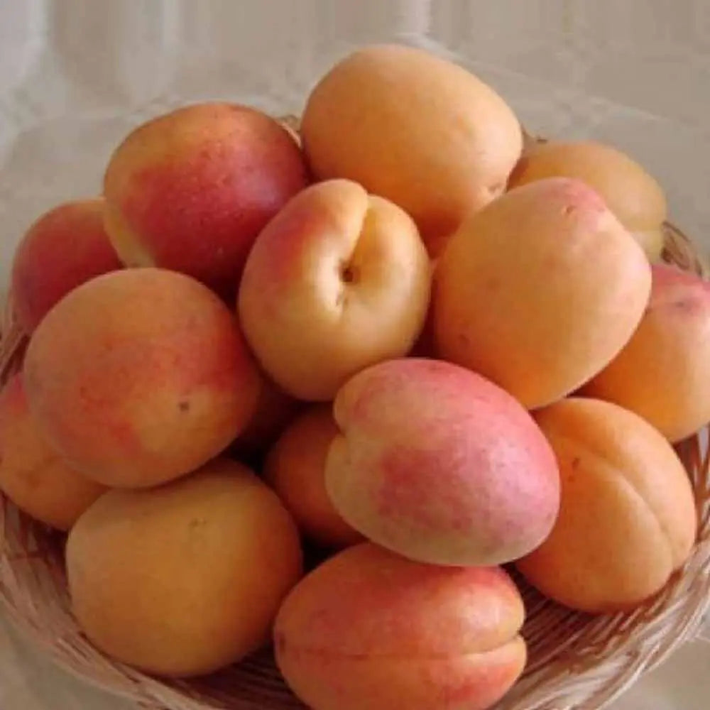 Cais (Prunus armeniaca) Portici, cu fructe dulci galben-auriu, an 2 pe rod