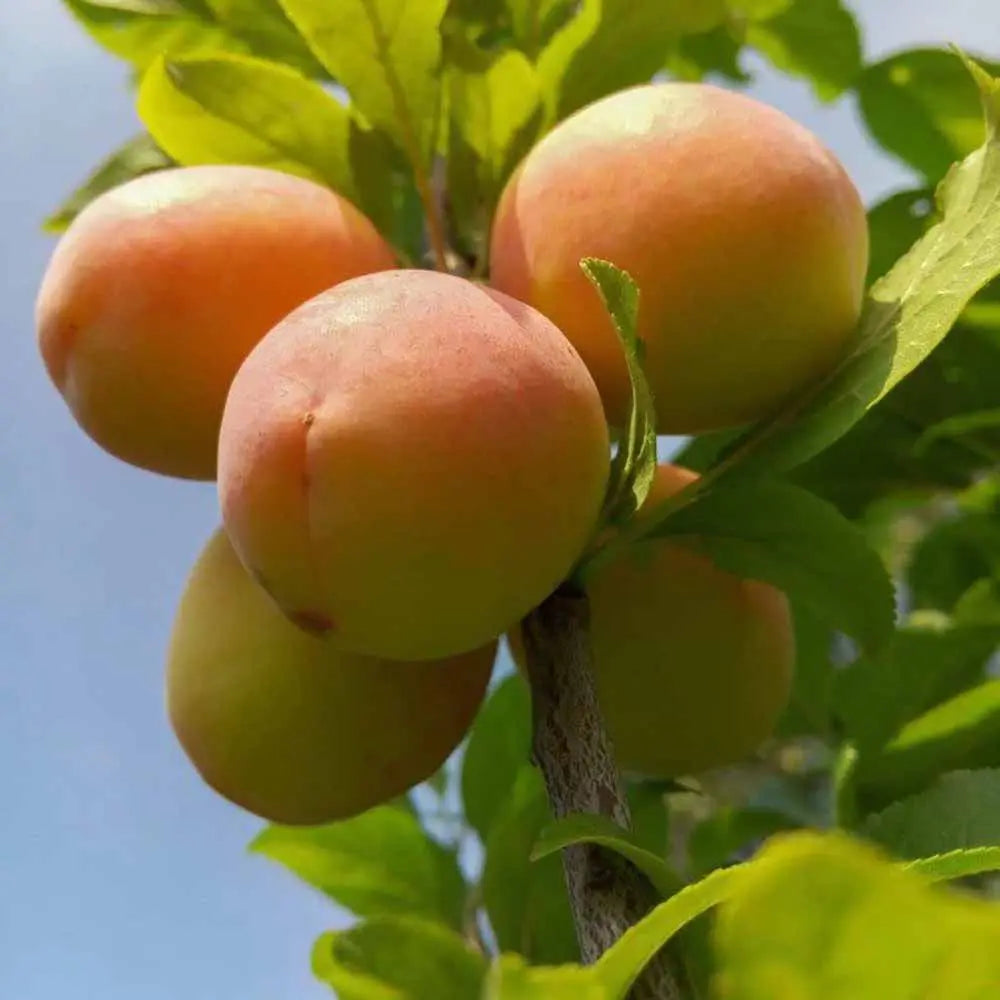 Cais (Prunus armeniaca) Precoce Cremonini, cu fructe dulci galbene, an 2 pe rod