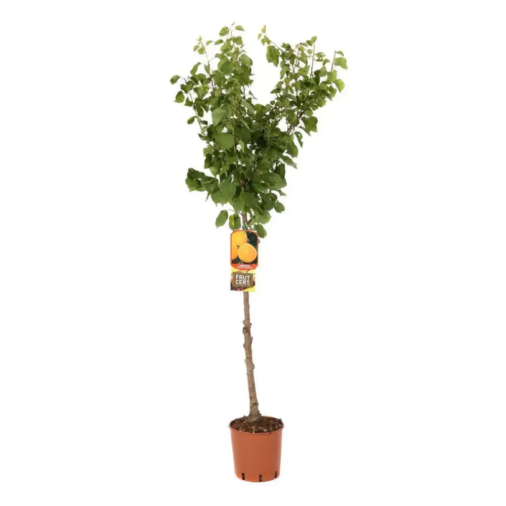 Cais (Prunus armeniaca) Precoce Cremonini, cu fructe dulci galbene, an 2 pe rod