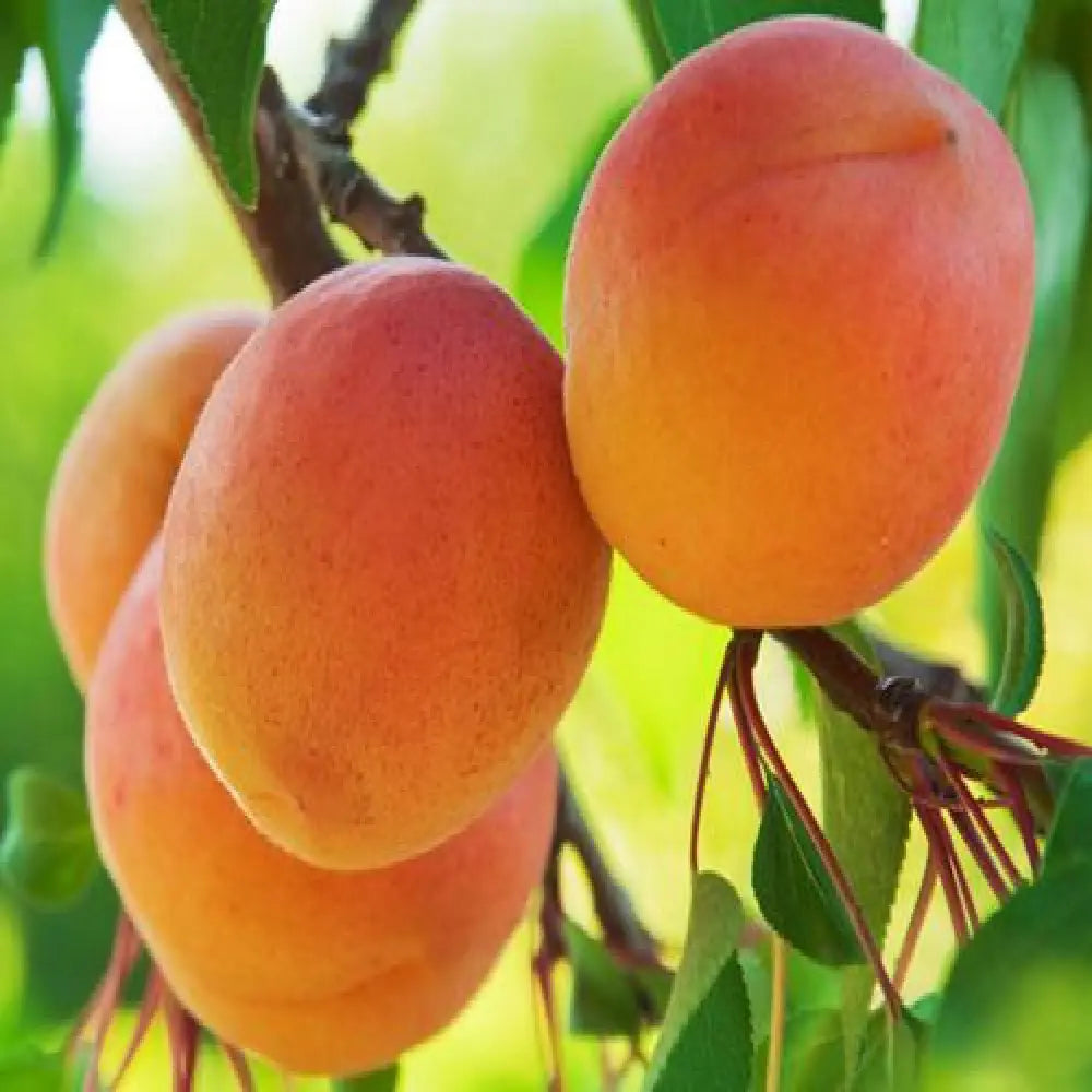 Cais (Prunus armeniaca) Precoce Cremonini, cu fructe dulci galbene, an 2 pe rod