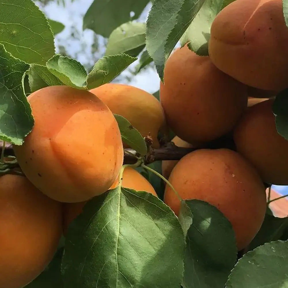 Cais (Prunus armeniaca) Precoce D'Imola, cu fructe dulci galbene-aurii, an 2 pe rod