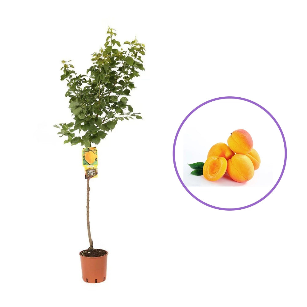 Cais (Prunus armeniaca) Precoce D'Imola, cu fructe dulci galbene-aurii, an 2 pe rod