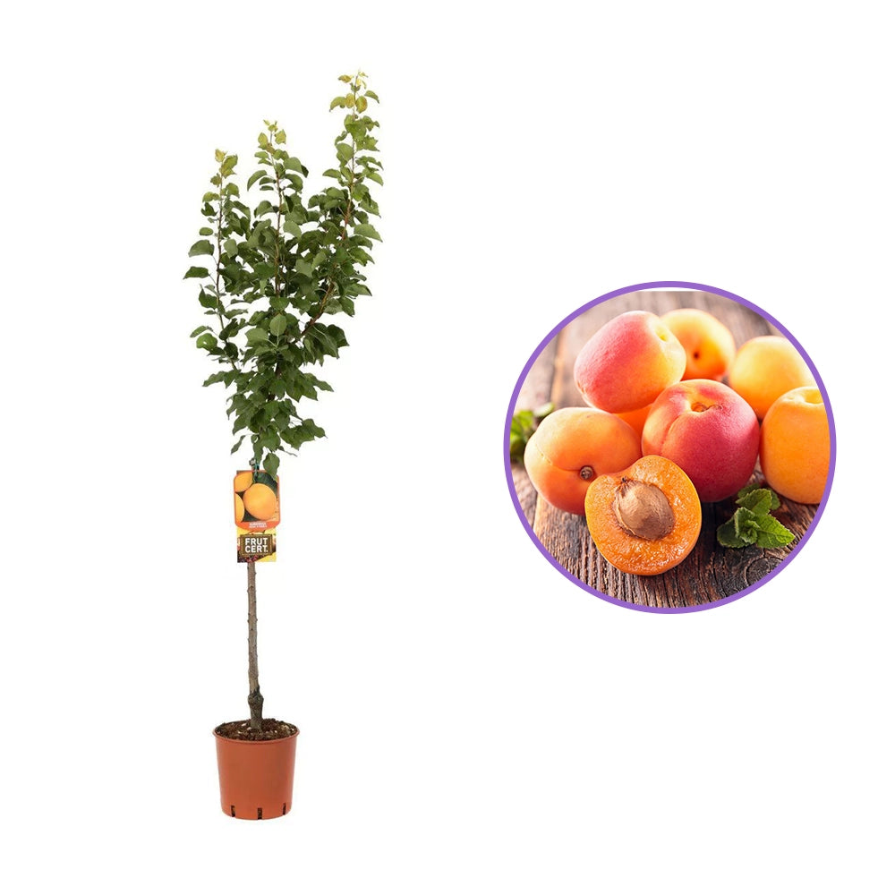 Cais (Prunus armeniaca) Reale D'Imola, cu fructe dulci galbene-aurii, an 2 pe rod