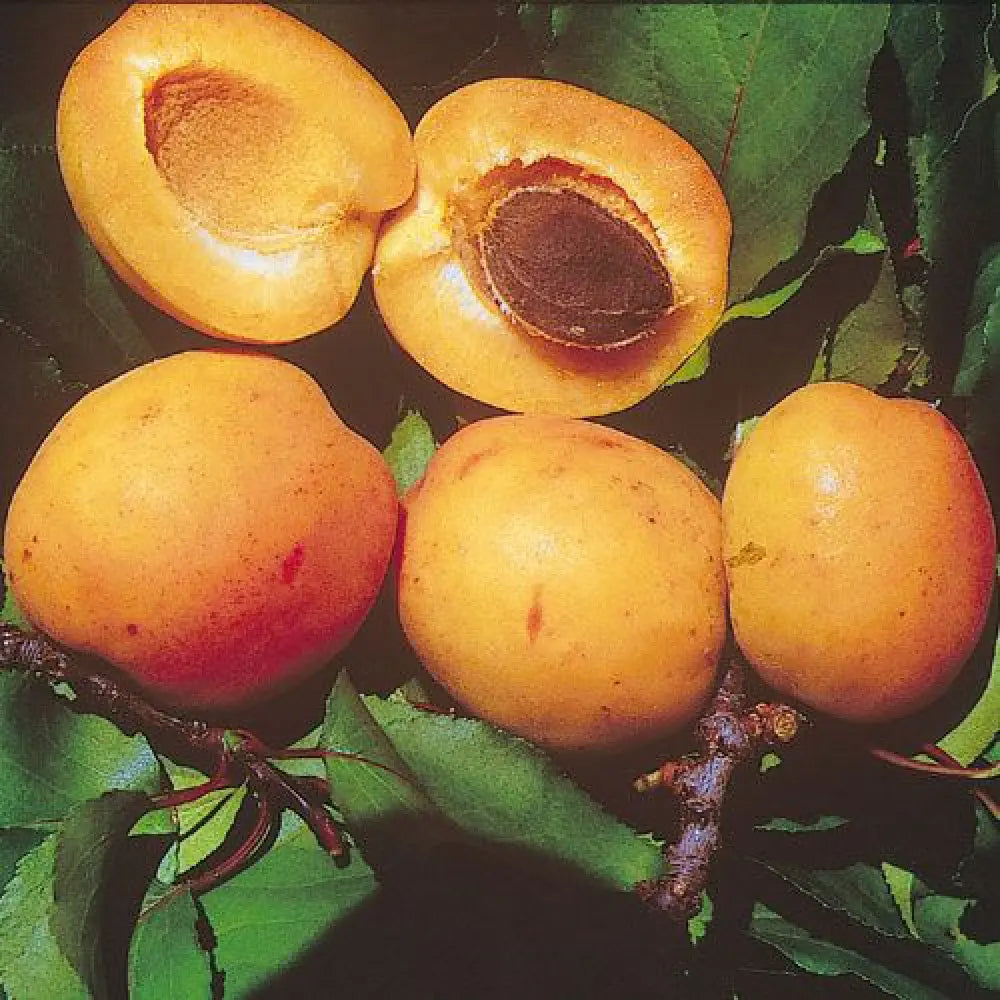 Cais (Prunus armeniaca) Reale D'Imola, cu fructe dulci galbene-aurii, an 2 pe rod