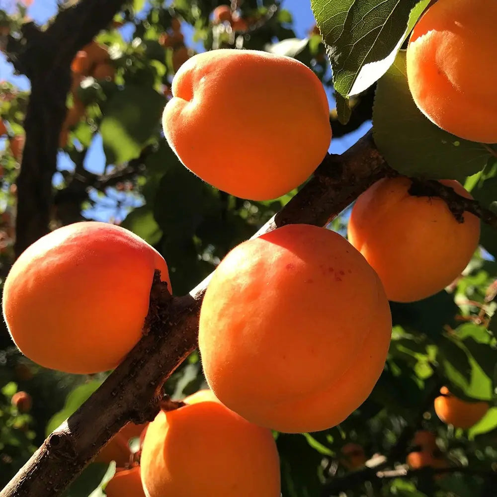 Cais (Prunus armeniaca) San Castrese, cu fructe dulci galbene si pete rosii, an 2 pe rod