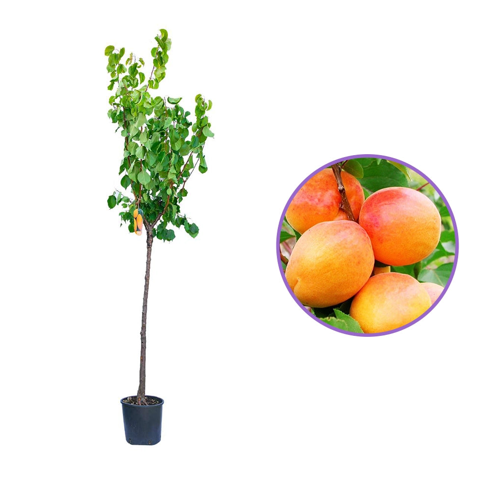 Cais (Prunus armeniaca) San Castrese, cu fructe dulci galbene si pete rosii, an 2 pe rod