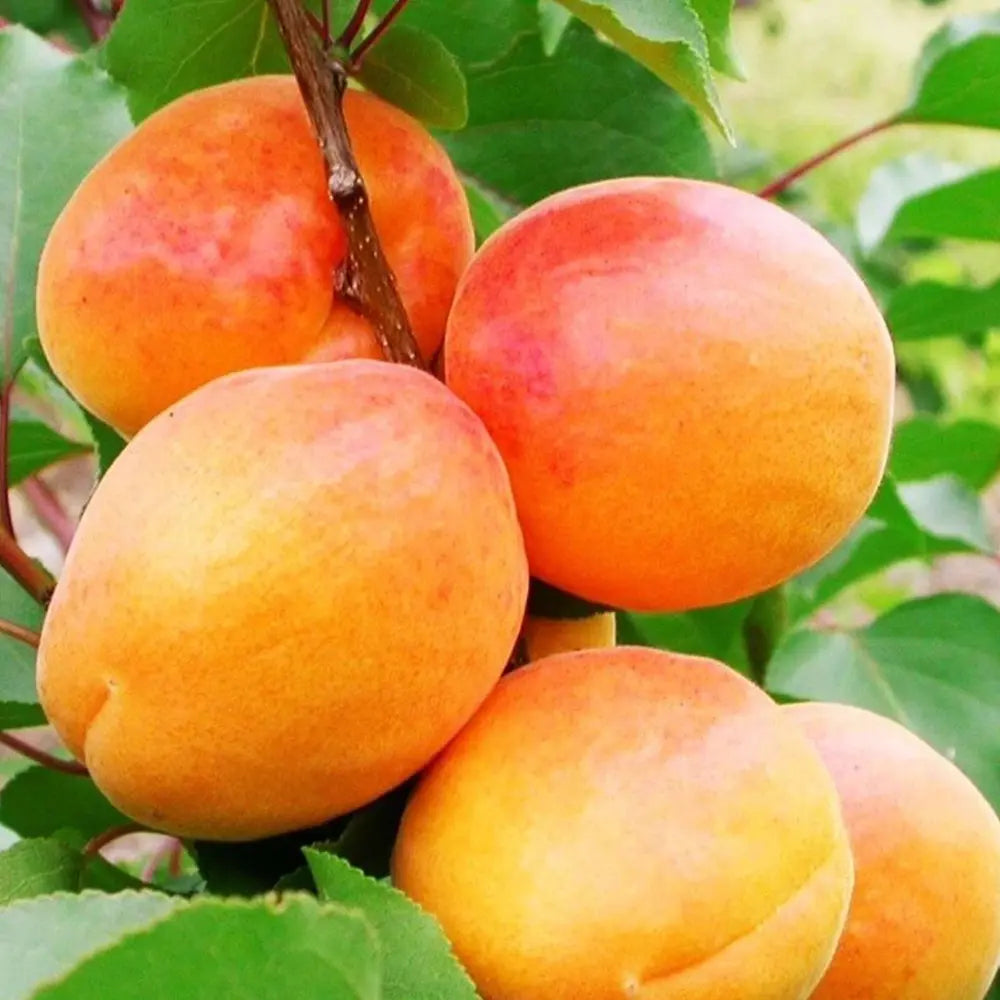 Cais (Prunus armeniaca) San Castrese, cu fructe dulci galbene si pete rosii, an 2 pe rod