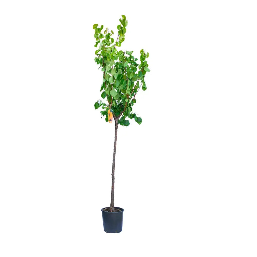 Cais (Prunus armeniaca) San Castrese, cu fructe dulci galbene si pete rosii, an 2 pe rod