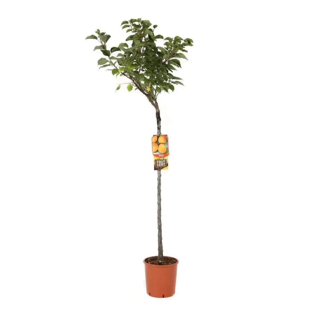 Cais (Prunus armeniaca) Soungiant, cu fructe dulci galbene-aurii, an 2 pe rod