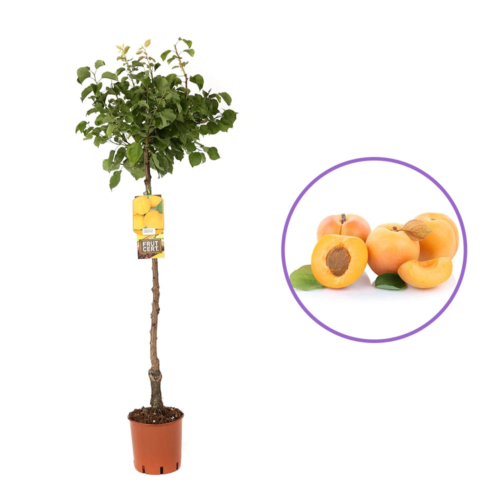 Cais (Prunus armeniaca) Vitillo, cu fructe dulci portocalii, an 2 pe rod