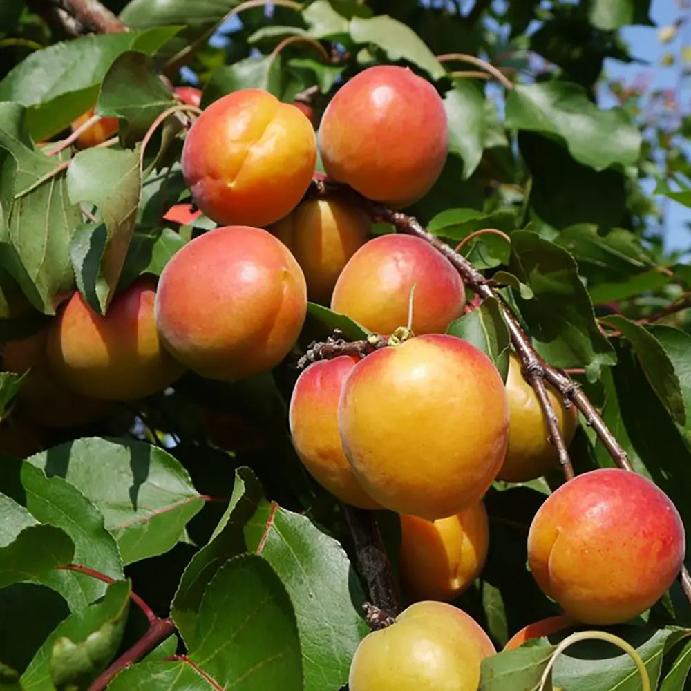 Cais (Prunus armeniaca) Orange Red, cu fructe dulci portocalii-rosii, an 2 pe rod