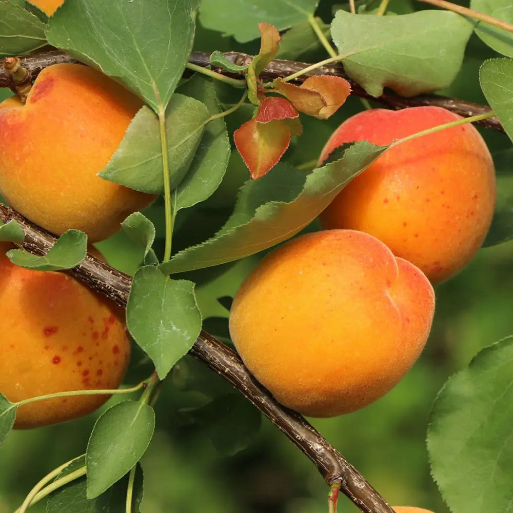Cais (Prunus armeniaca) Orange Red, cu fructe dulci portocalii-rosii, an 2 pe rod