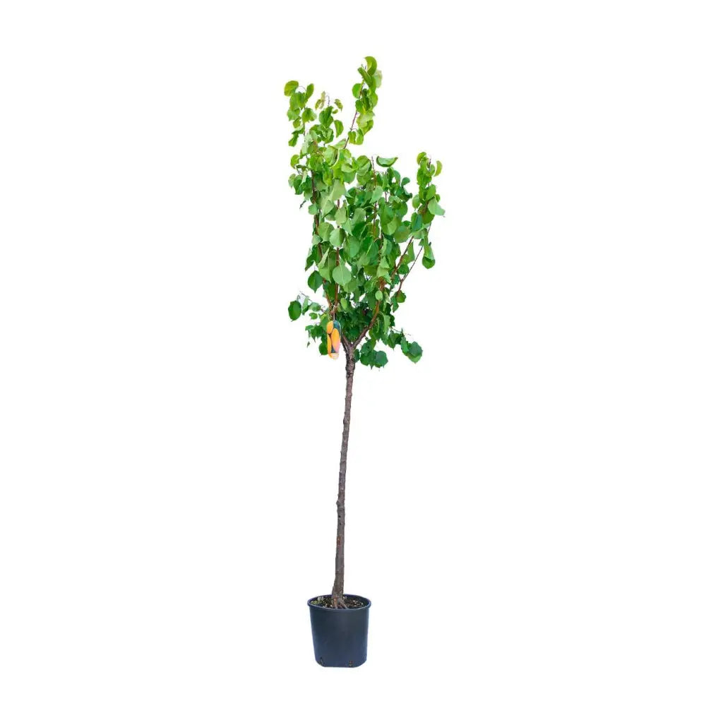 Cais (Prunus armeniaca) Paviot, cu fructe dulci portocalii deschis, an 2 pe rod