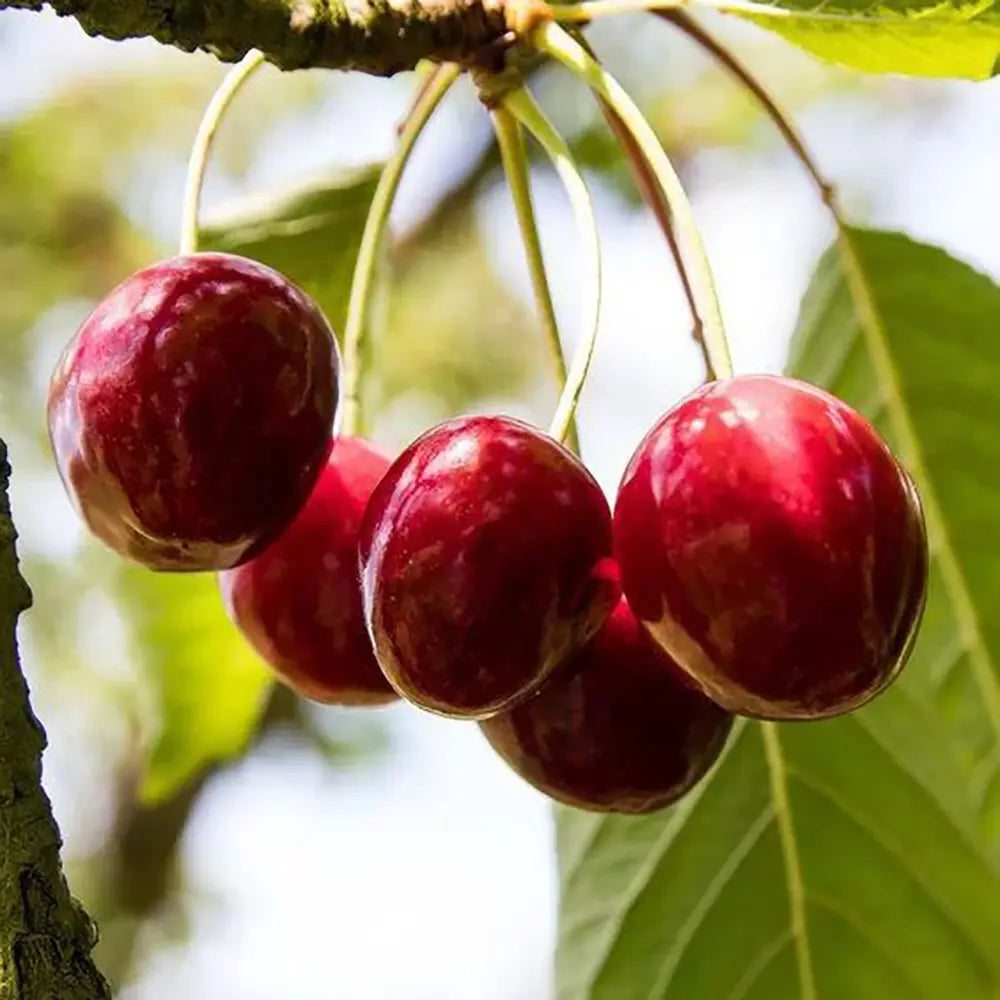 Cires (Prunus Avium) Bigareau Moreau cu fructe dulci rosii-inchis, an 2 pe rod