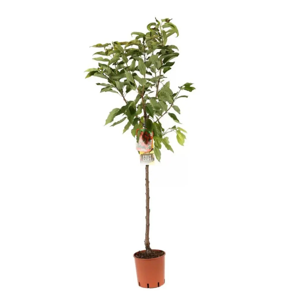 Cires (Prunus Avium) Bigareau Moreau cu fructe dulci rosii-inchis, an 2 pe rod