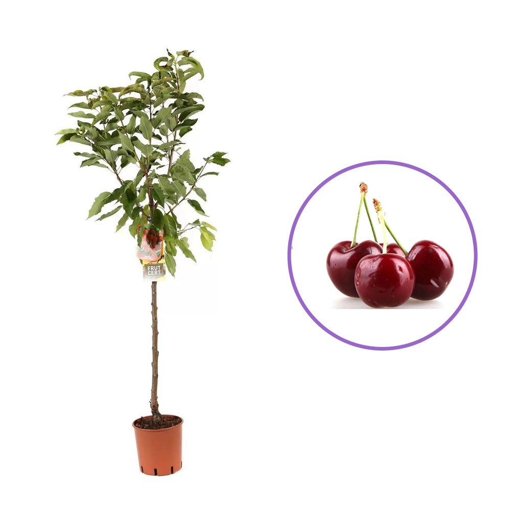 Cires (Prunus Avium) Bigareau Moreau cu fructe dulci rosii-inchis, an 2 pe rod