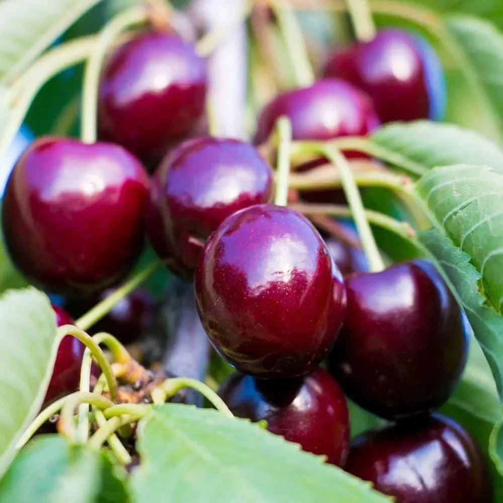 Cires (Prunus Avium) Canada Giant cu fructe dulci rosii-mov, an 2 pe rod