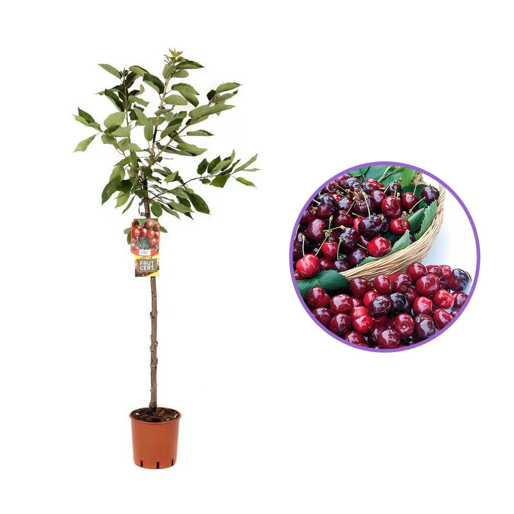 Cires (Prunus Avium) Canada Giant cu fructe dulci rosii-mov, an 2 pe rod