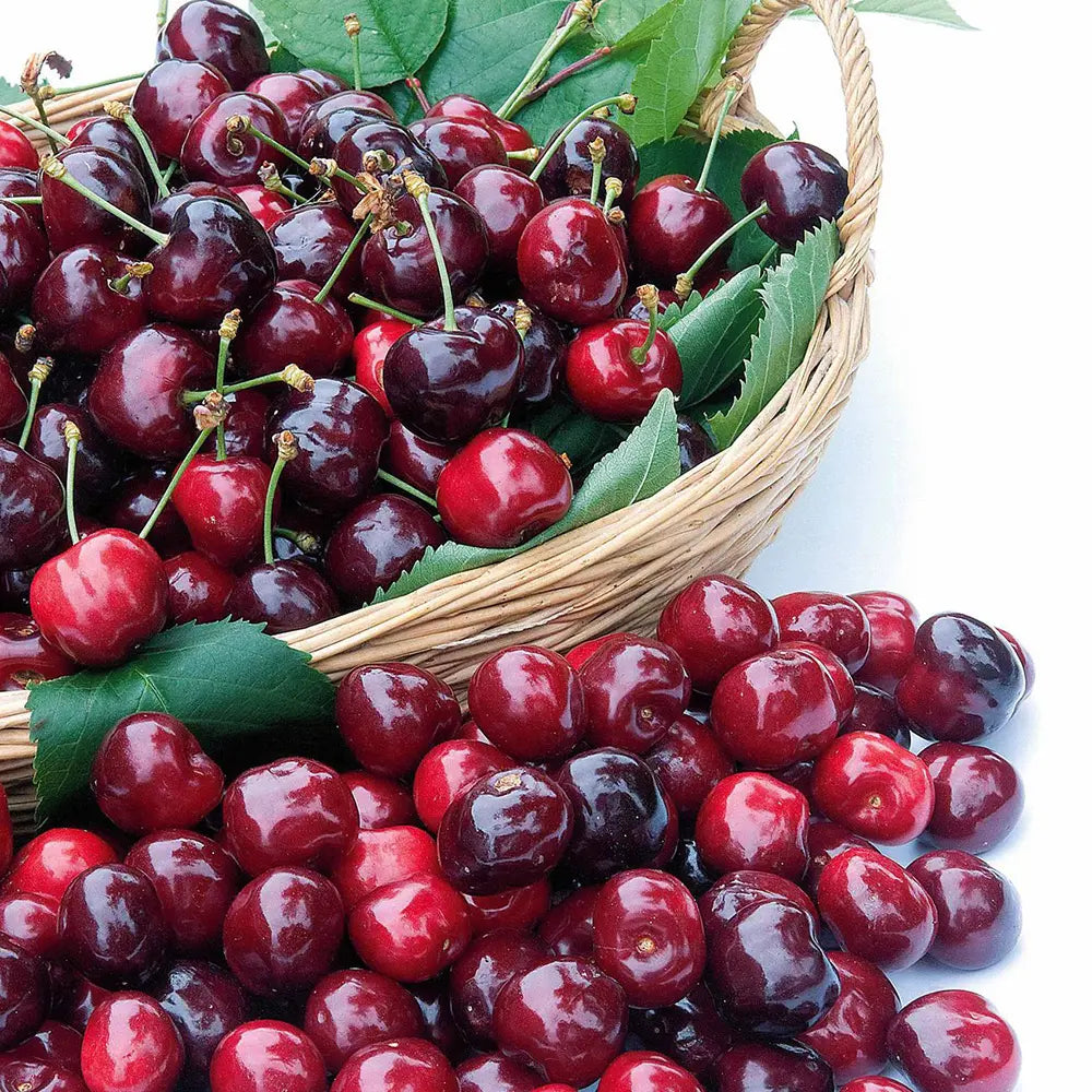 Cires (Prunus Avium) Canada Giant cu fructe dulci rosii-mov, an 2 pe rod